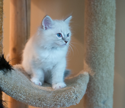 Ragdoll kitten - Simon